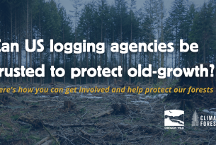 Can US logging agencies be trusted to protect old-growth? Here's how you can help