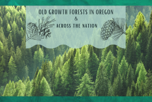 Webcast: Old-growth forests in Oregon and across the nation