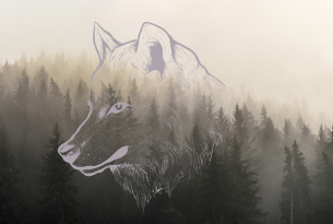 A sketch of a wolf over misty trees