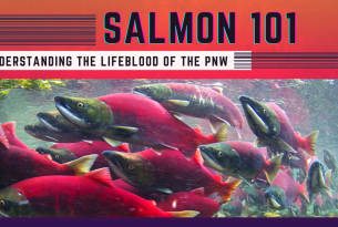 Salmon swim in a river 