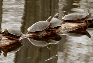 six western painted turtles on a log floating in the water