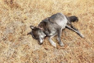 Poached Wolf via Oregon State Police