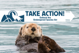 A sea otter looks at the camera while floating on its back in the ocean - Take Action - Defend the Endangered Species Act