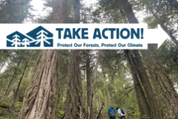 Two hikers explore an old-growth forests - Take Action: Protect Our Forests, Protect Our Climate