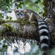 Ringtail on a branch